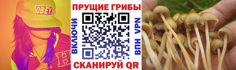 дарнет шоп  Болхов  Галлюциногенные грибы ЛСД 